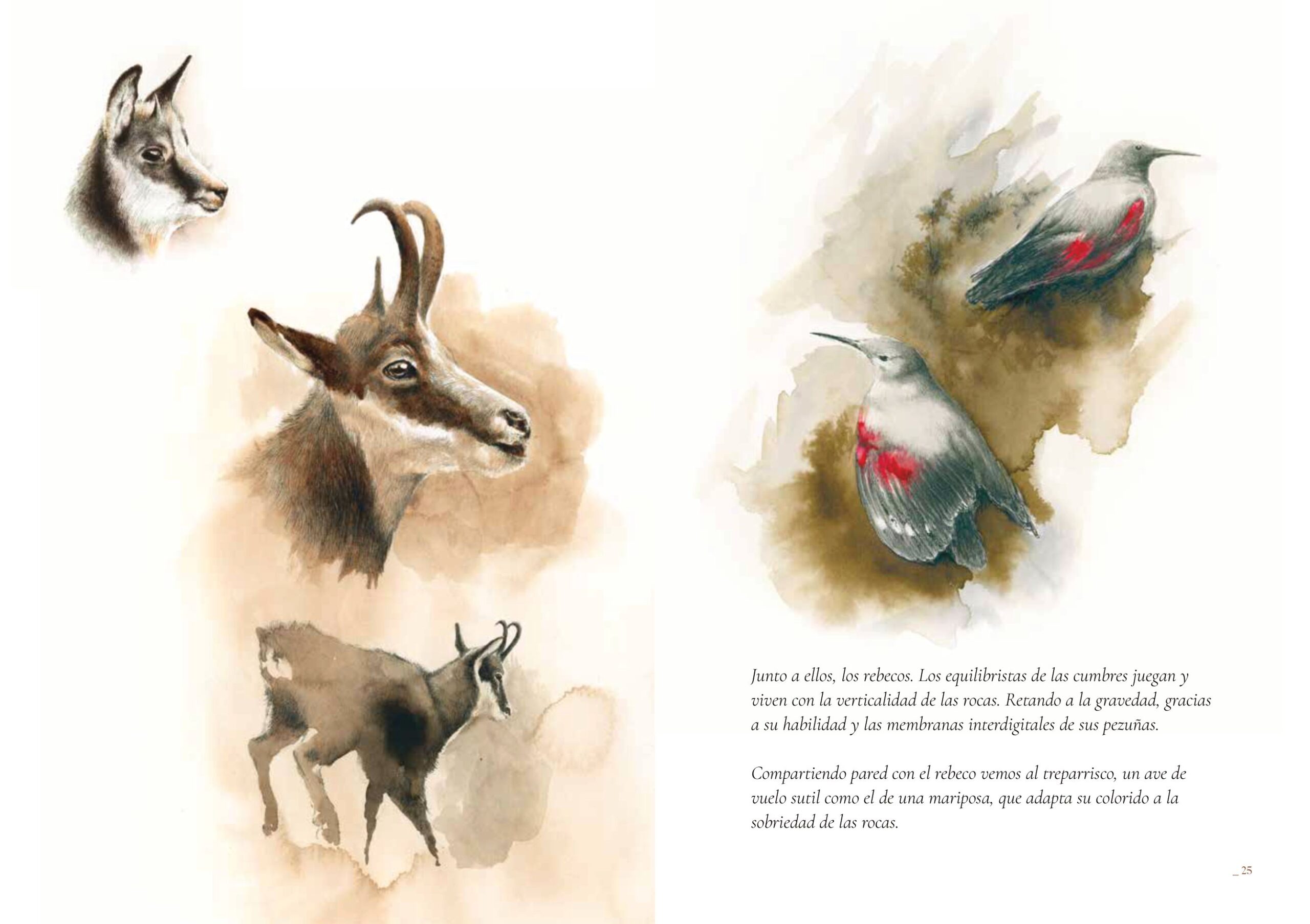 Tinta Salvaje. Cuaderno de la Fauna Cantábrica de Nacho Zubelzu - Imagen 3