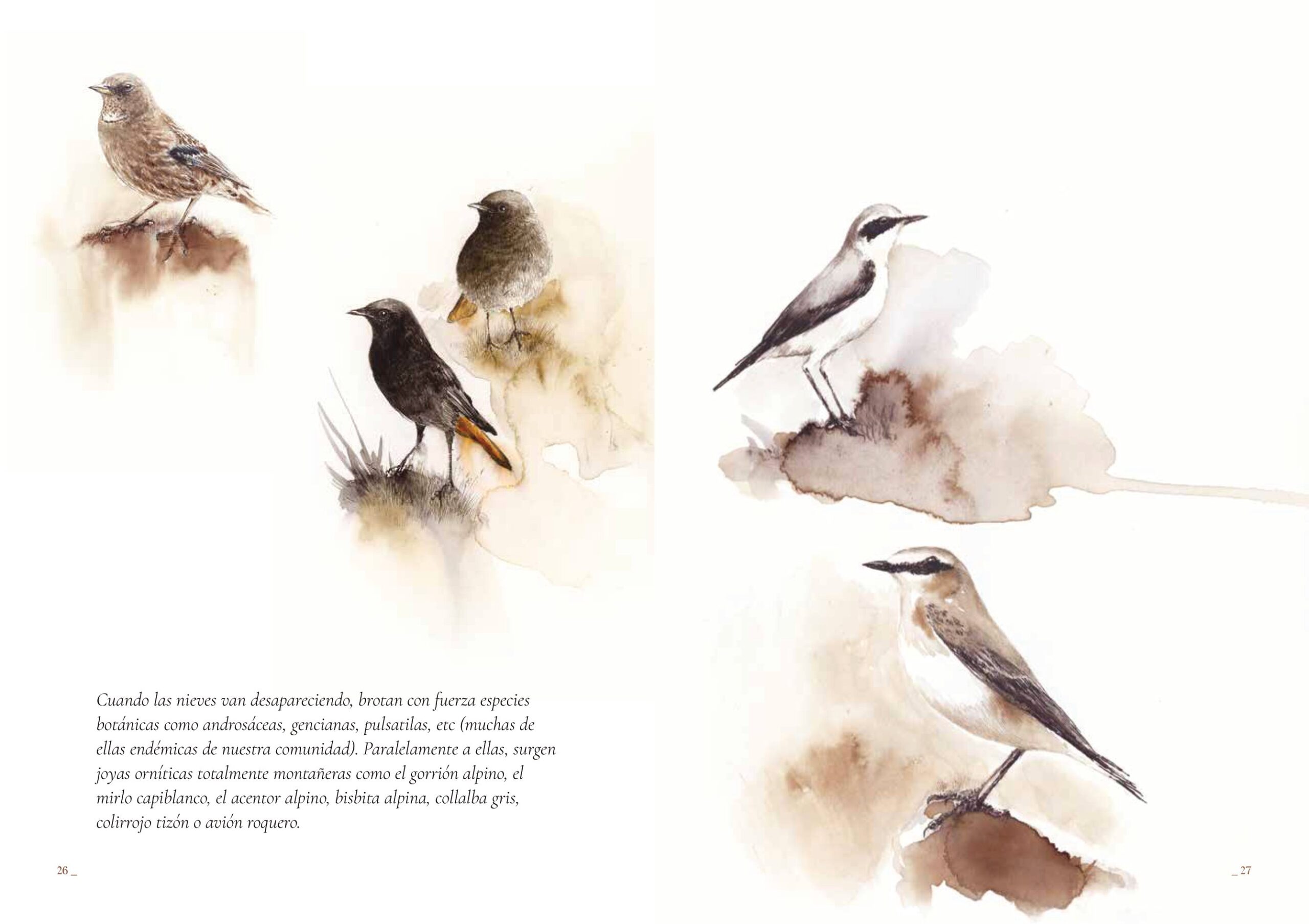 Tinta Salvaje. Cuaderno de la Fauna Cantábrica de Nacho Zubelzu - Imagen 4