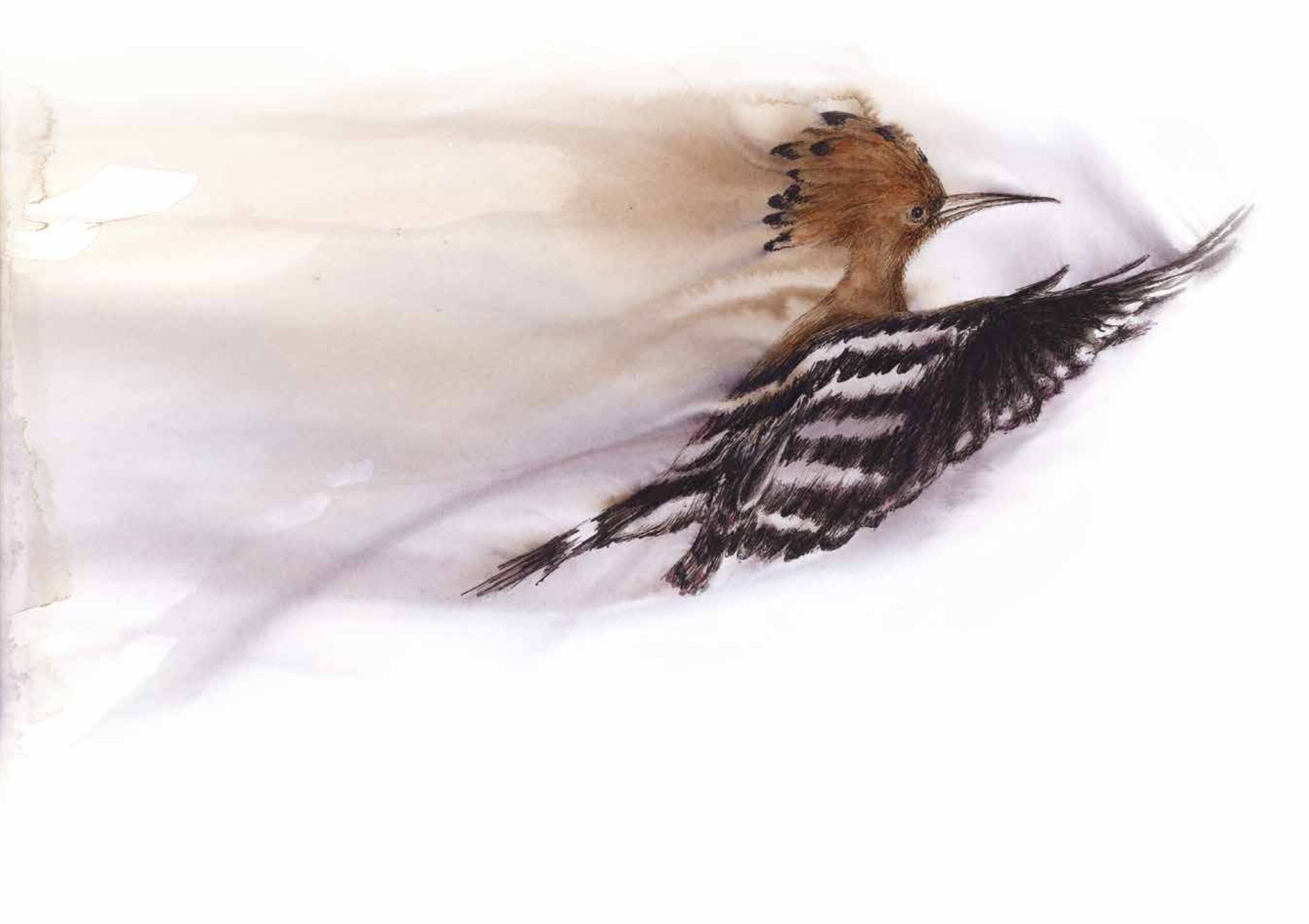 Tinta Salvaje. Cuaderno de la Fauna Cantábrica de Nacho Zubelzu - Imagen 5